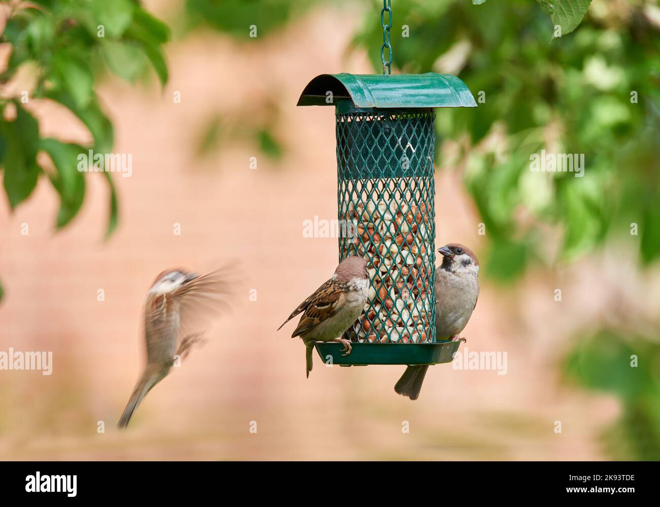 Bruant. Les moineaux sont une famille de petits oiseaux de passereau, les Passeridae. Ils sont également connus sous le nom de vrais sparrows, ou Old World sparrows, noms également utilisés pour Banque D'Images