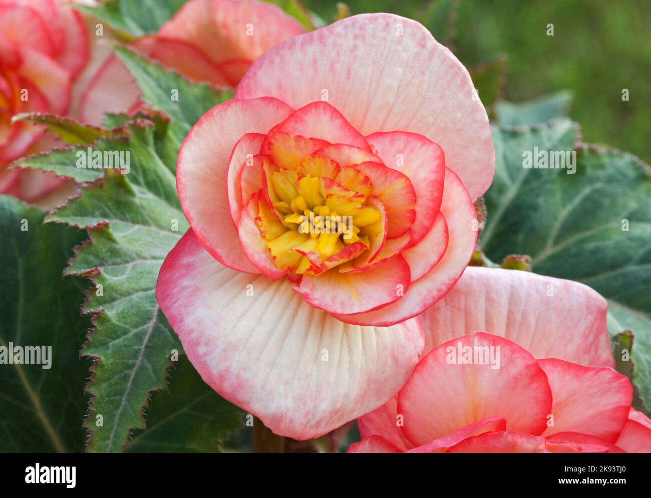 Begonia 'Bouton de Rose', Begonia tuberhybrida Banque D'Images
