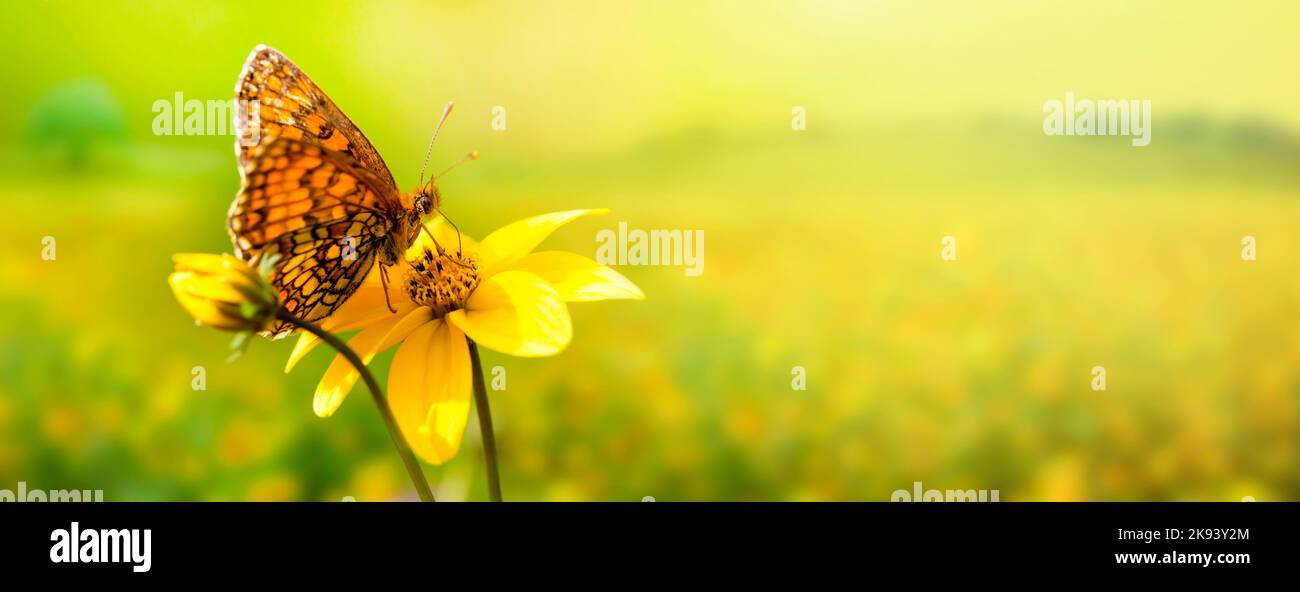 papillon sur fleur jaune de prairie le jour ensoleillé d'été. bannière avec espace de copie Banque D'Images