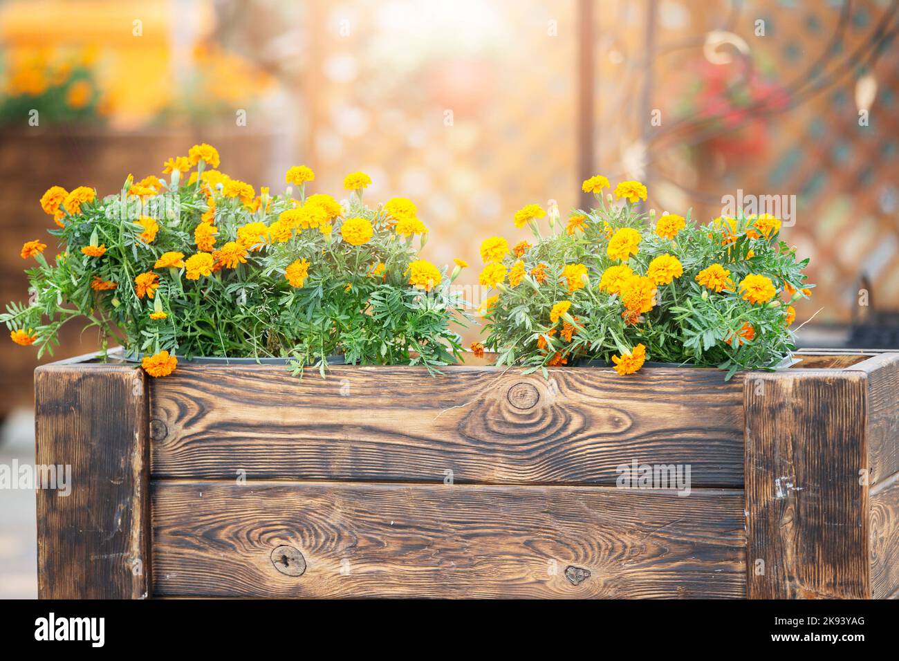 Marigolds orange dans des caisses en bois. Fleurs de ville. Banque D'Images