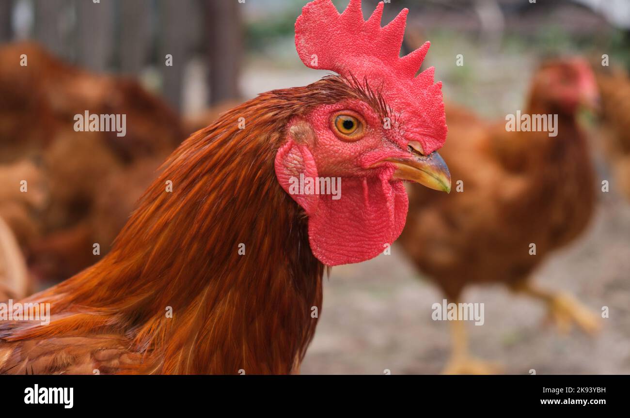 Portrait arrière-cour rural village éco biologique Red Cockerel poulet rôti Banque D'Images