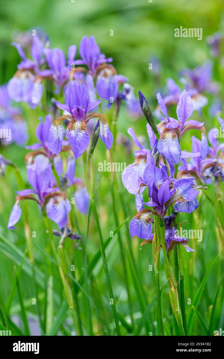 Iris sibirica «Tycoon», iris sibérien. Synonyme Iris sibirica Persimmon - mal-appliqué. Banque D'Images