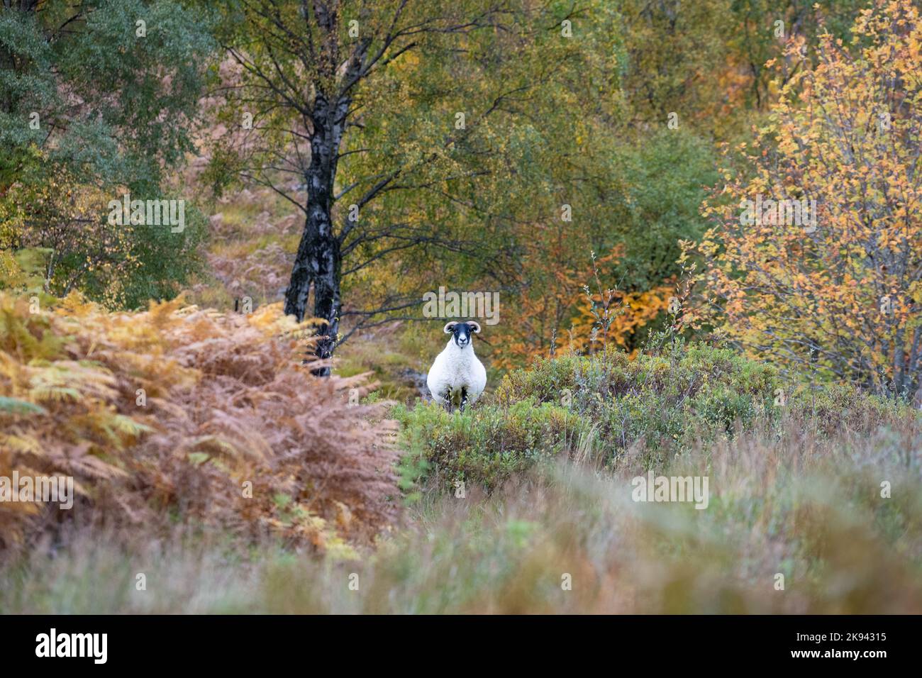 Mouton Blackface en automne, Glen Lyon, Aberfeldy, Perth et Kinross, Écosse, ROYAUME-UNI Banque D'Images