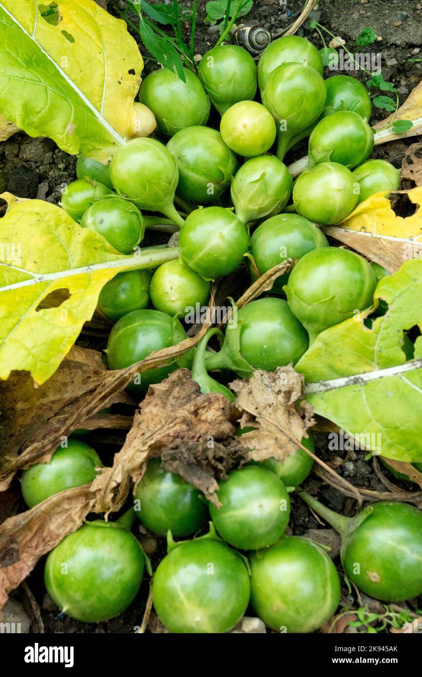 Vivace, plante, fruits, herbacé, plantes, Mûre, baies, Devils Apple, Mandrake, Mandragora Banque D'Images