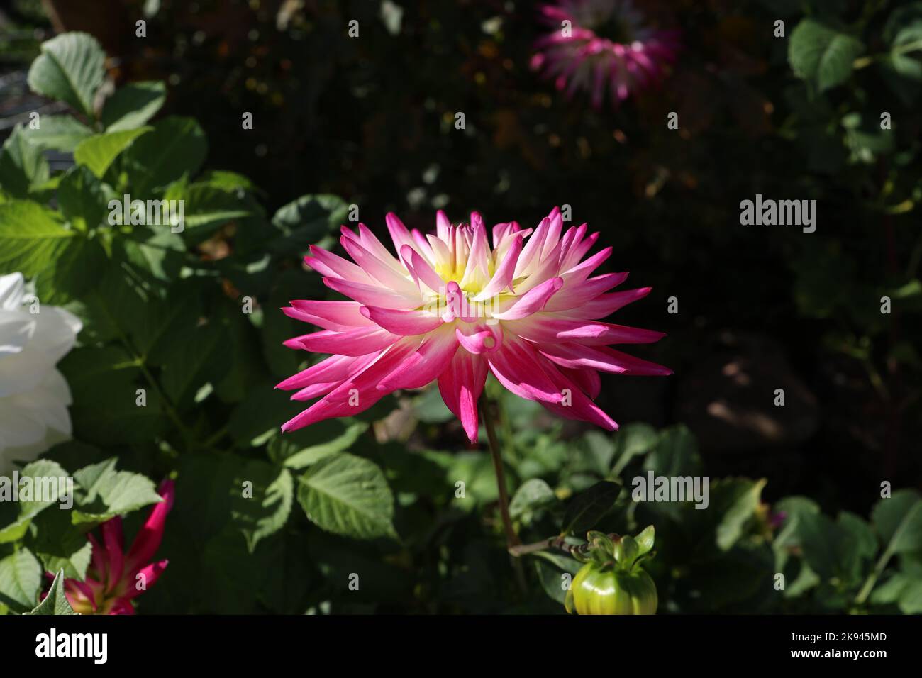 Belle couleur Dalia fleur dans le parc Banque D'Images