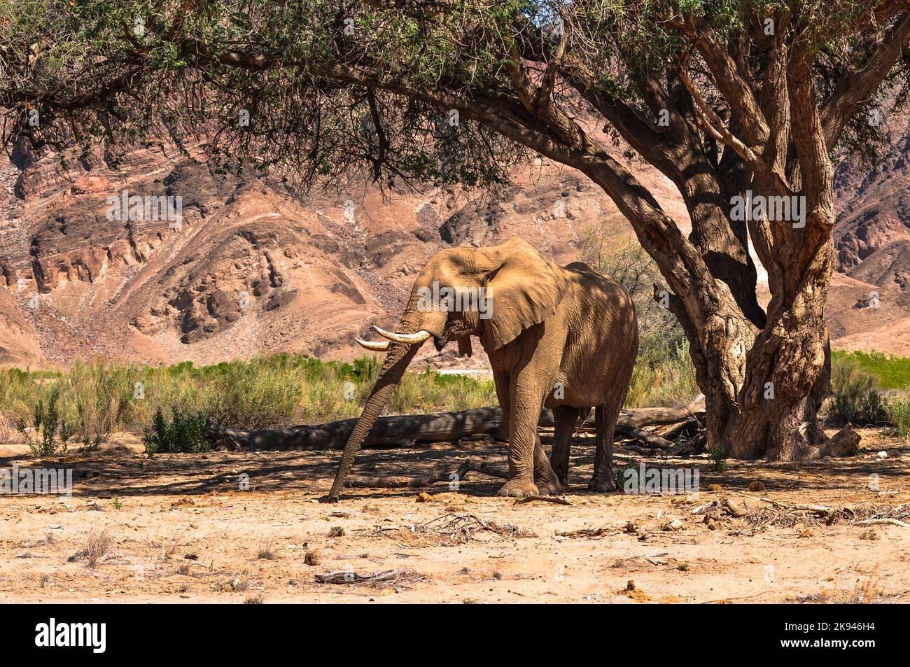 Desert Elephant, Hoanib River, nord-ouest de la Namibie Banque D'Images