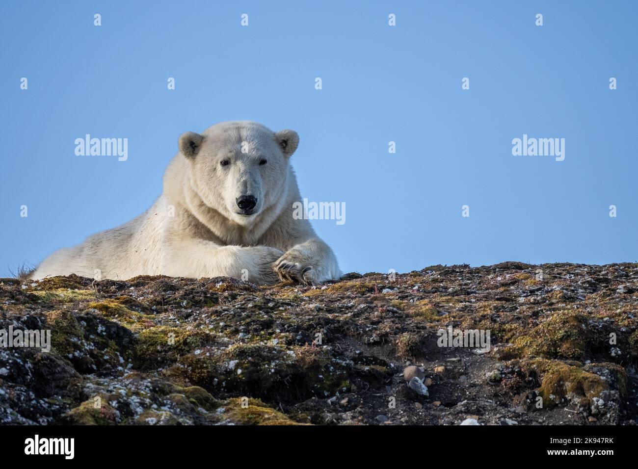 Ours polaire (Ursus maritimus) photographié au Spitsbergen, en Norvège, en août Banque D'Images
