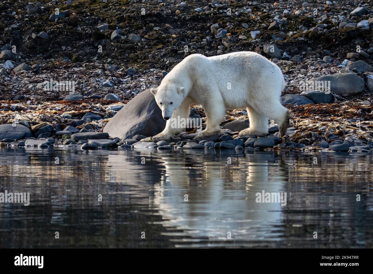 Ours polaire (Ursus maritimus) photographié au Spitsbergen, en Norvège, en août Banque D'Images
