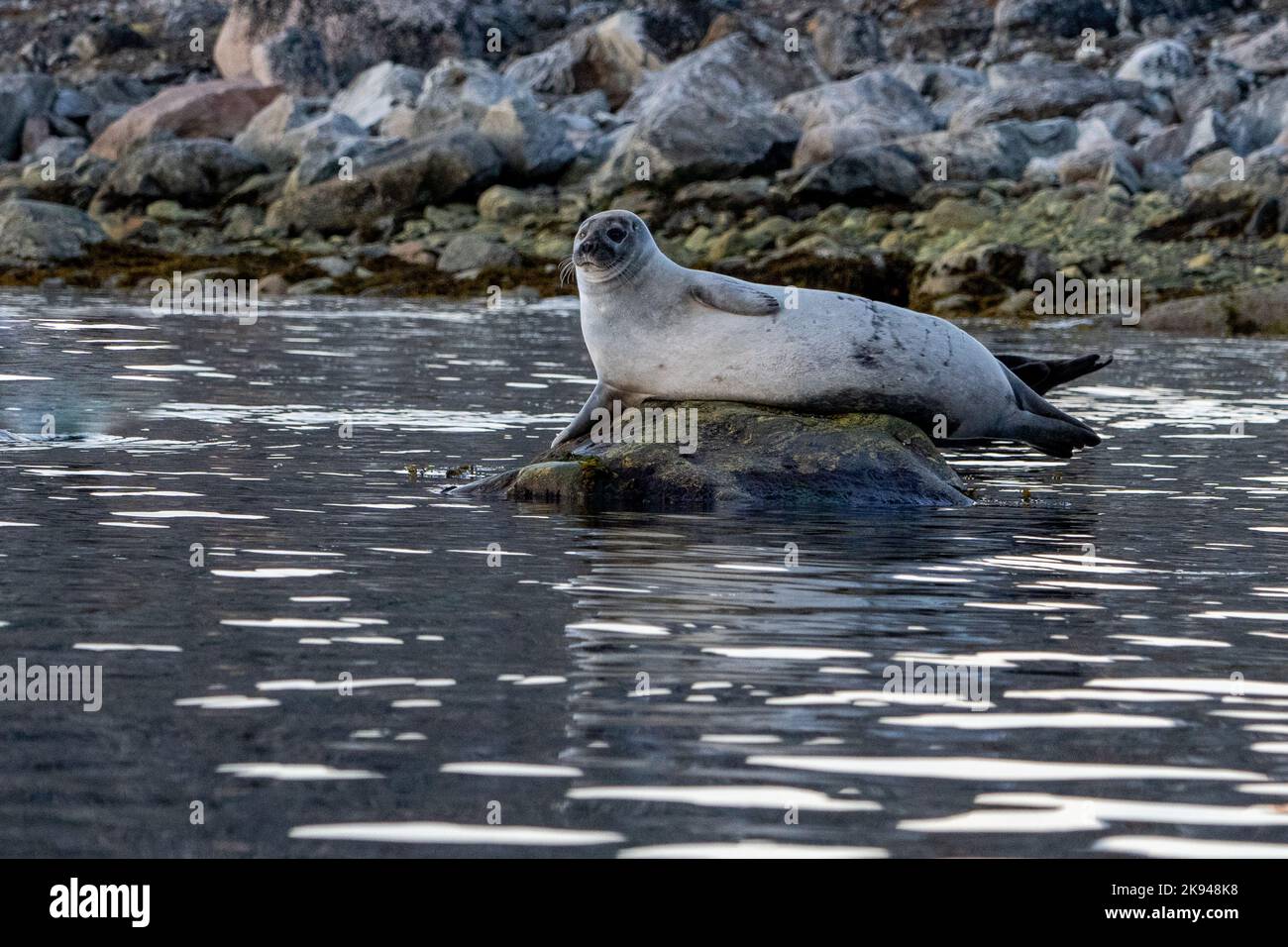 Le port (ou port) seal (Phoca vitulina), aussi connu sous le sceau, est un vrai sceau trouvés le long des côtes maritimes de l'Arctique et tempérées de la Banque D'Images Le port (ou port) seal (Phoca vitulina), aussi connu sous le sceau, est un vrai sceau trouvés le long des côtes maritimes de l'Arctique et tempérées de la Banque D'Images
