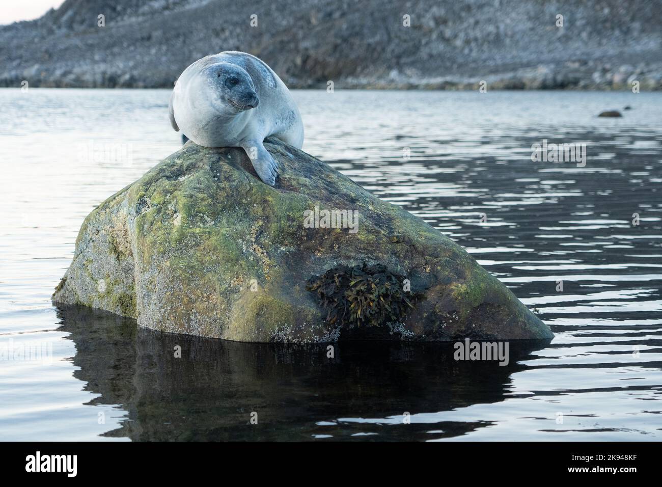 Le port (ou port) seal (Phoca vitulina), aussi connu sous le sceau, est un vrai sceau trouvés le long des côtes maritimes de l'Arctique et tempérées de la Banque D'Images Le port (ou port) seal (Phoca vitulina), aussi connu sous le sceau, est un vrai sceau trouvés le long des côtes maritimes de l'Arctique et tempérées de la Banque D'Images