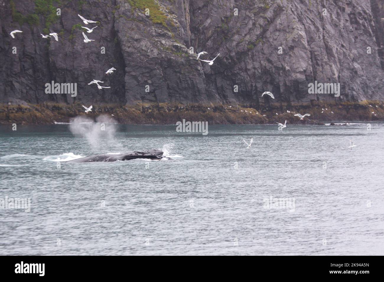 Croisière d'observation des baleines Parc national Kenai Fjords, près de Seward, Alaska. Banque D'Images