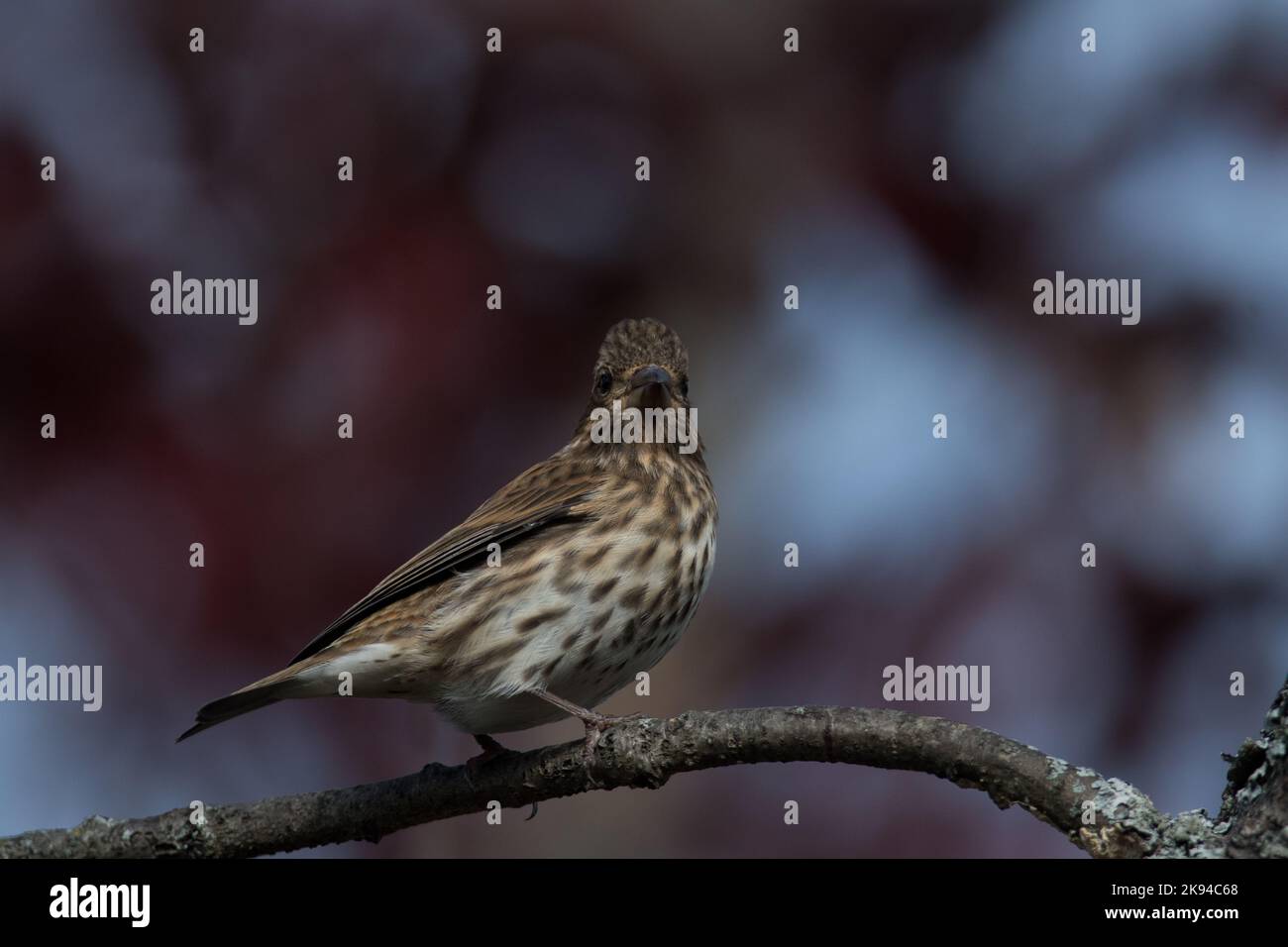 Purple Finch dans une succursale de New York Banque D'Images