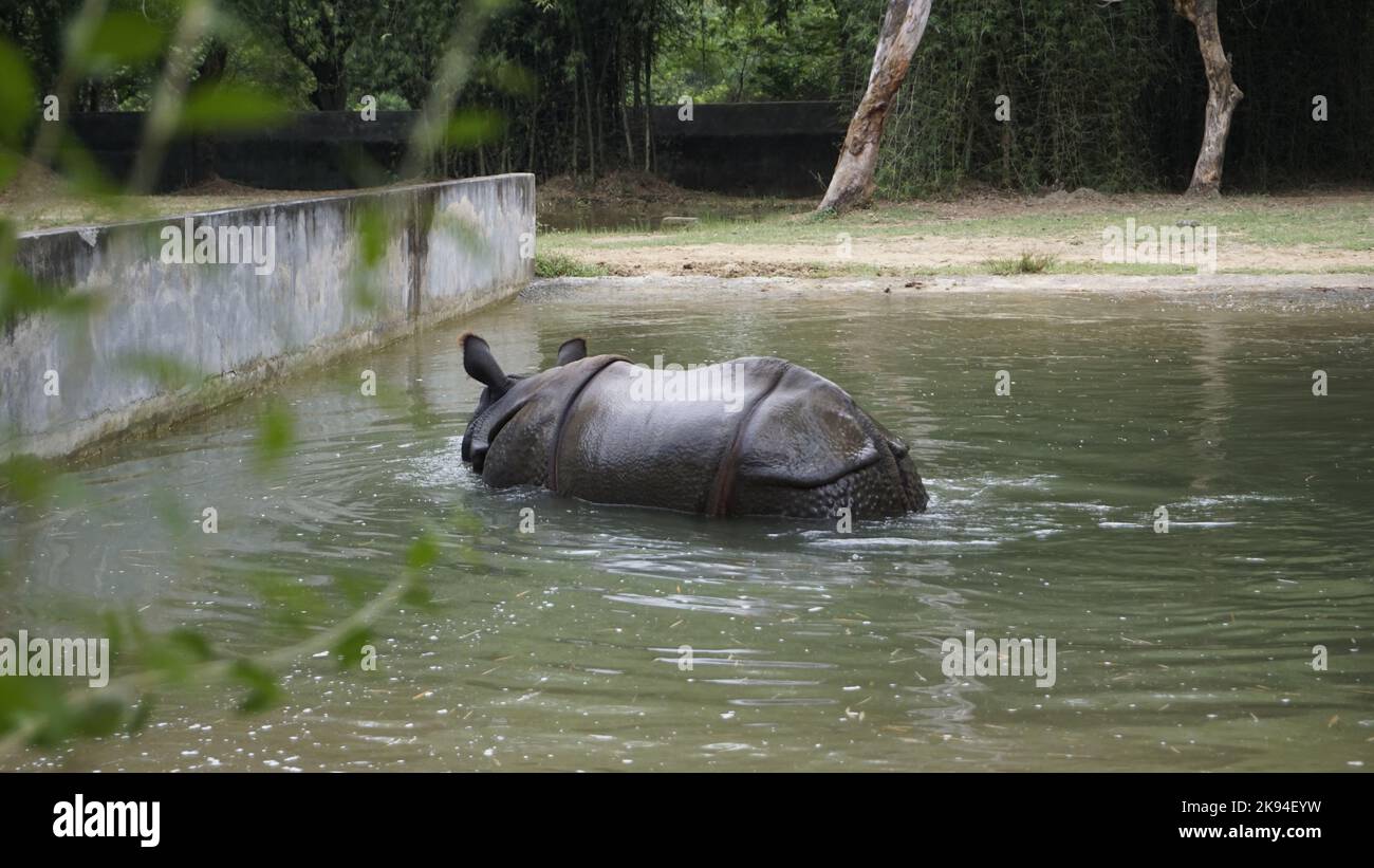 Dirty Indian One Horned rhinocéros natation rhinocéros indien dans l'eau dans l'eau boueuse. Dans le parc zoologique Chennai Arignar Anna ou le zoo de Vandalur. Banque D'Images
