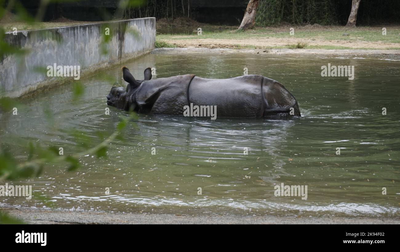 Dirty Indian One Horned rhinocéros natation rhinocéros indien dans l'eau dans l'eau boueuse. Dans le parc zoologique Chennai Arignar Anna ou le zoo de Vandalur. Banque D'Images