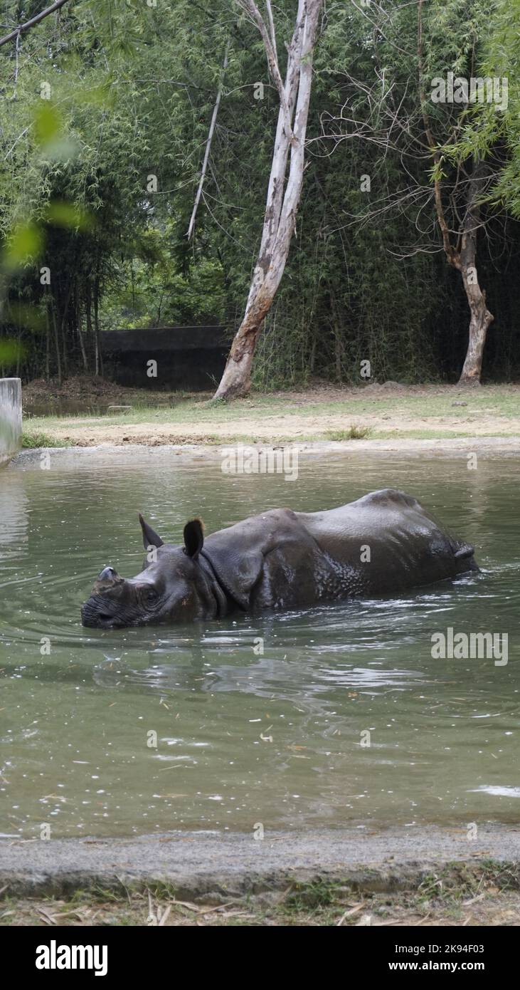 Dirty Indian One Horned rhinocéros natation rhinocéros indien dans l'eau dans l'eau boueuse. Dans le parc zoologique Chennai Arignar Anna ou le zoo de Vandalur. Banque D'Images
