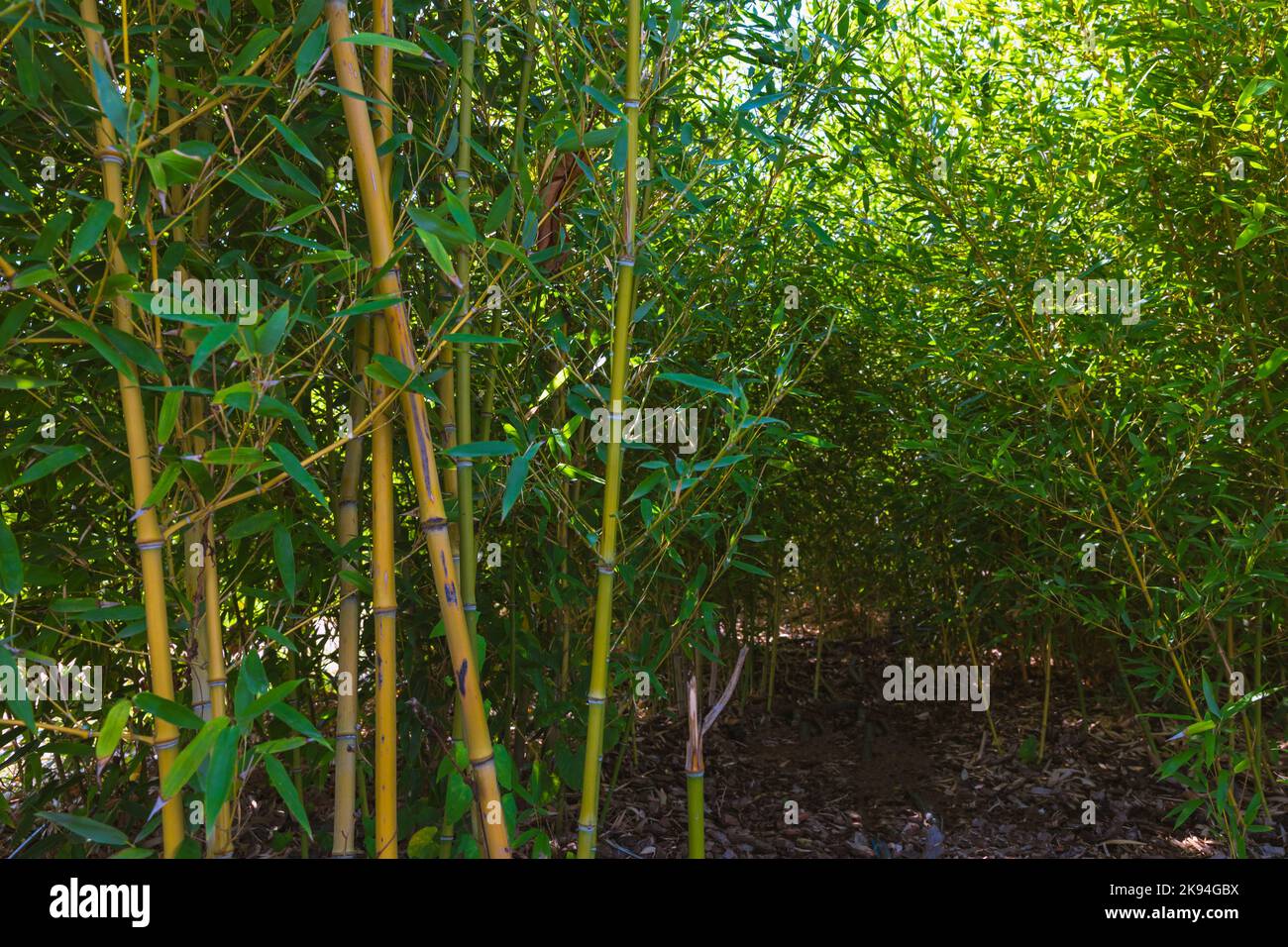 Bambou plantes photo de fond. Champ de bambou dans un parc. Plantes décoratives pour jardins ou parcs. Banque D'Images