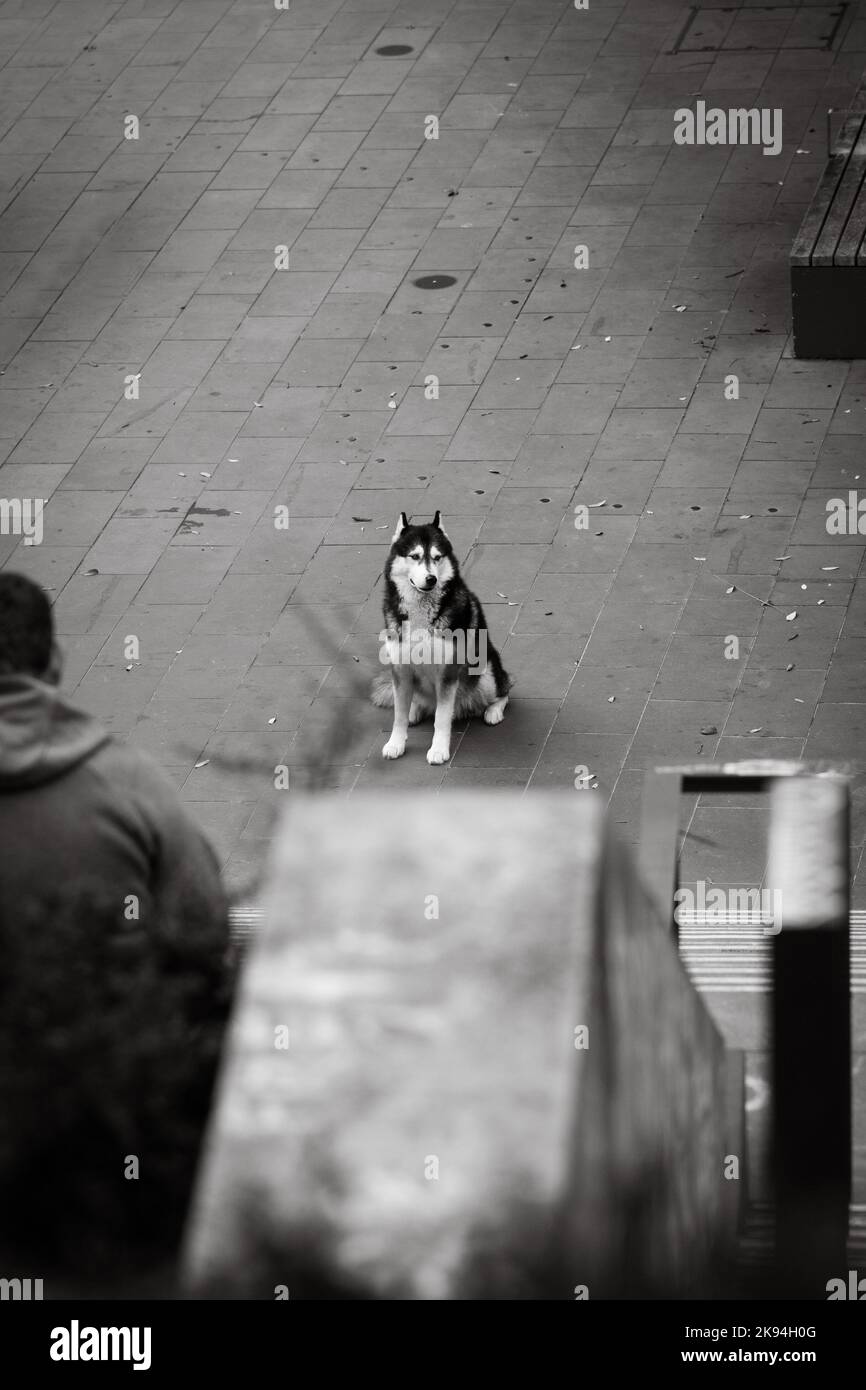 Une photo verticale en niveaux de gris du chien husky le plus doux et le plus mignon qui regarde la caméra Banque D'Images