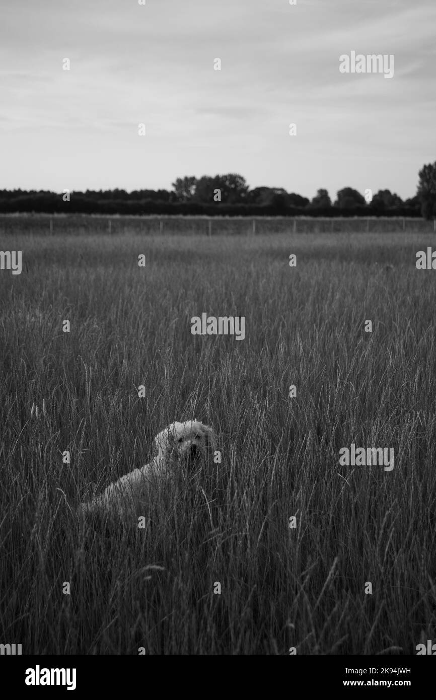 Photo verticale en niveaux de gris d'un chien maltais debout sur de l'herbe longue dans le champ sous un ciel nuageux Banque D'Images