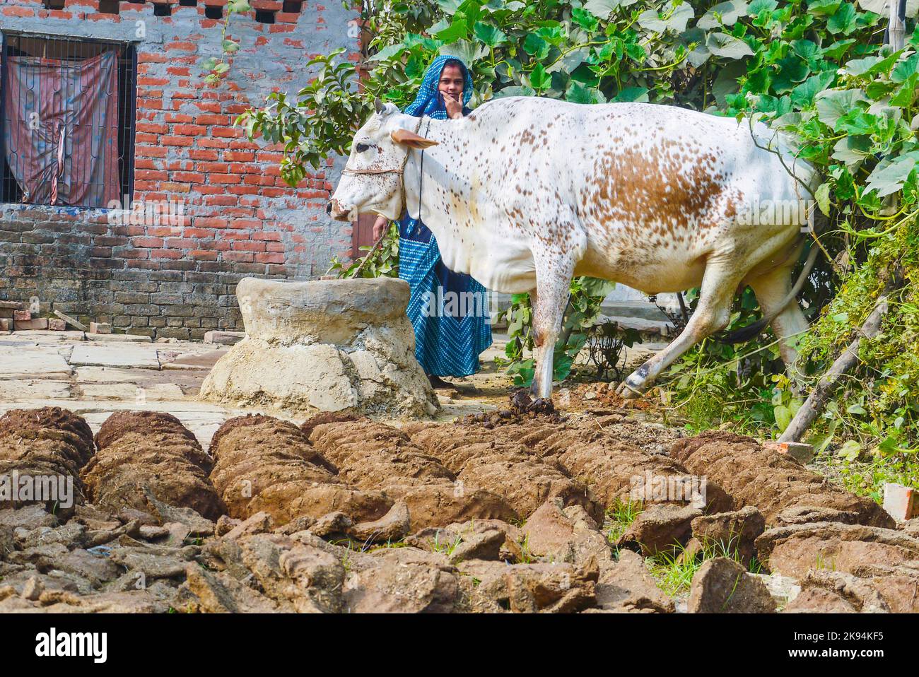 VARANASI, INDE - OCT 11: Femme à sa ferme avec des gâteaux de poule de vache et sa vache sur 11 octobre 2011 à Varanasi, Inde. Les femmes jouent un rôle distinctif dans le rur Banque D'Images