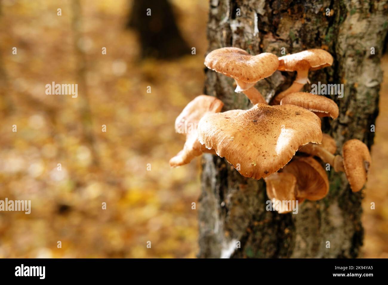 Armillaria mellea (champignon du miel) pathogène mais aussi champignon ...