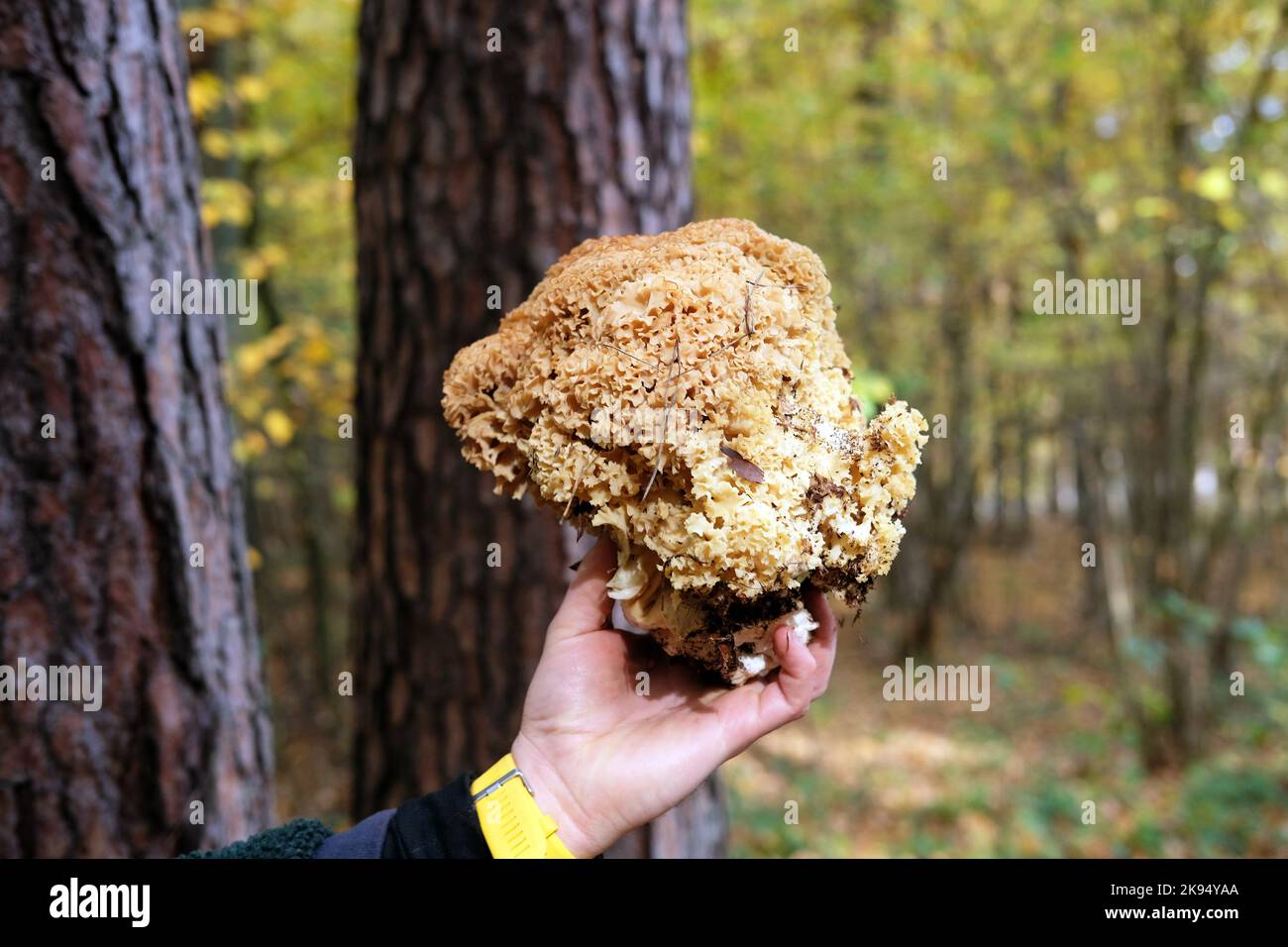 Sparassis (également connu sous le nom de champignon de chou-fleur) champignon comestible trouvé sous les arbres à l'automne Banque D'Images