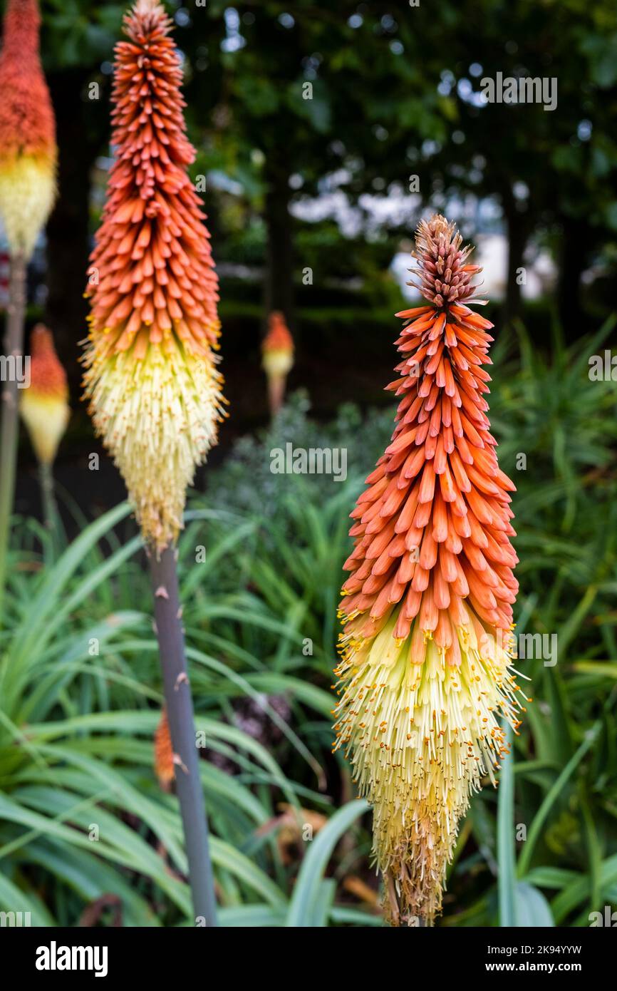 Kniphofia caulescens Red Hot Poker poussant dans un jardin à Newquay en Cornouailles en Angleterre au Royaume-Uni. Banque D'Images