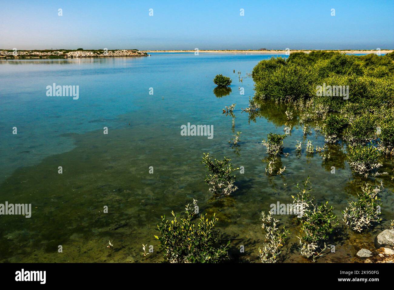 Mangroves d'Umm Al Quaiwan, eau Banque D'Images