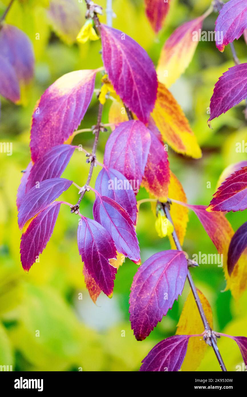 Feuilles d'automne de buisson de forsythia sur branches, arbustes, coloré, décidus, feuillage Banque D'Images