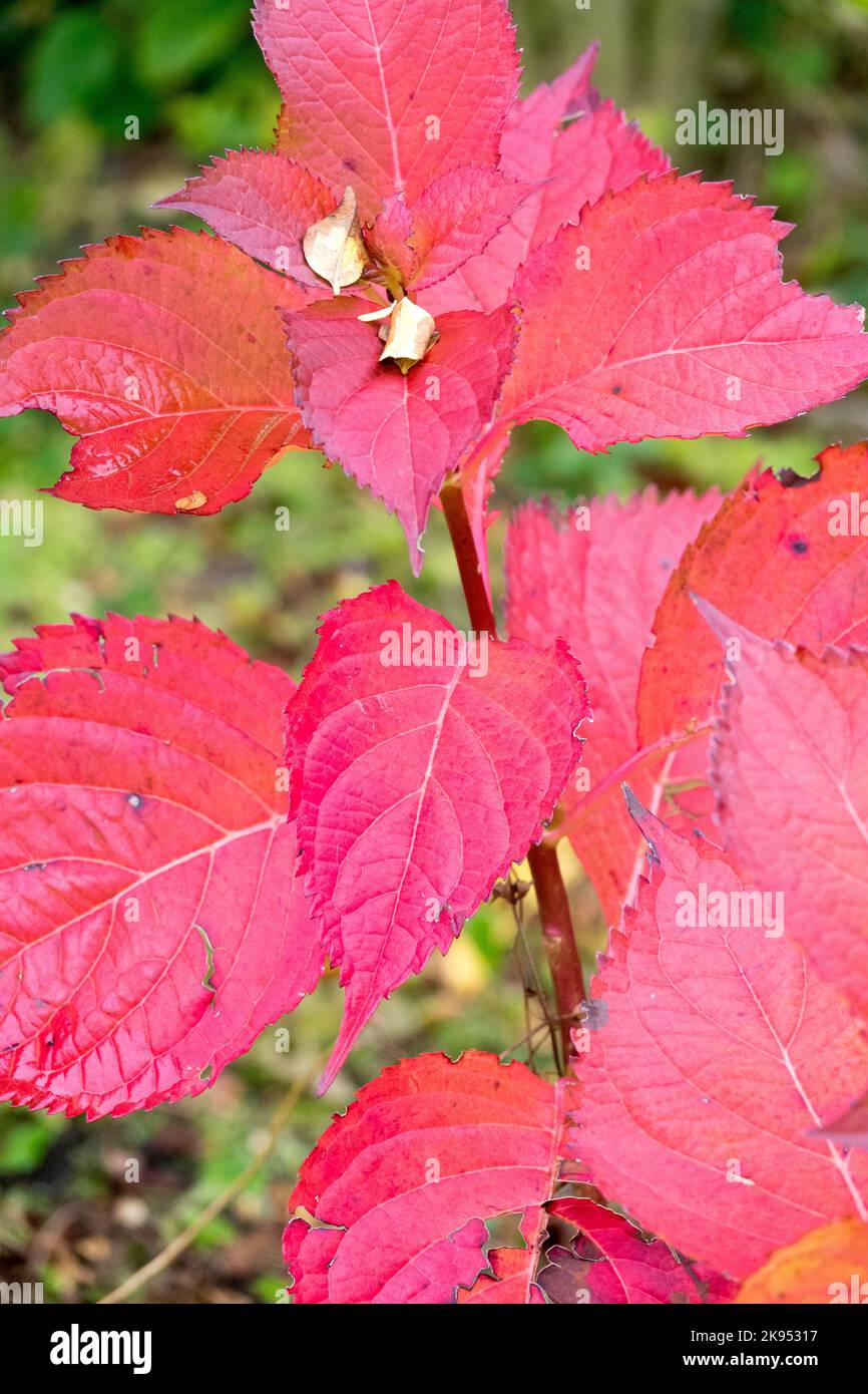 Automne, Hydrangea,feuilles, tige,Hydrangea macrophylla, feuille de vigne Hydrangea feuilles rouges plante en octobre Banque D'Images