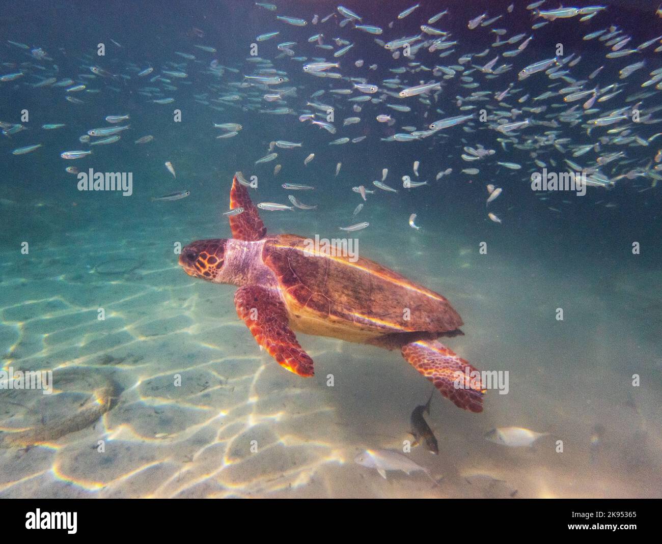 Photo sous-marine d'une tortue de mer Loggerhead, ( Caretta caretta) Méditerranée orientale, Paphos, Chypre Banque D'Images