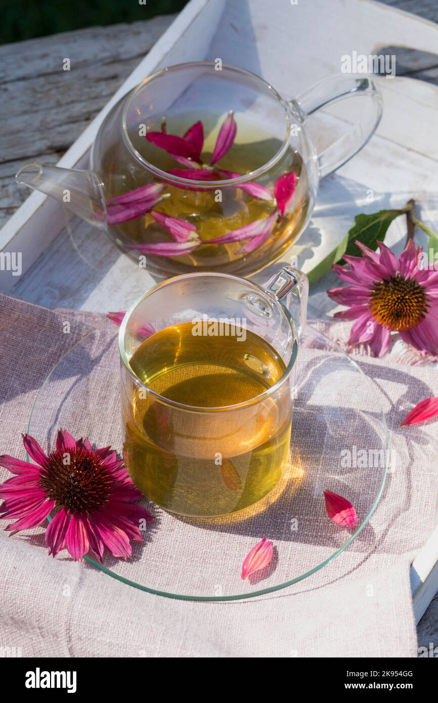 Fleur en cône violet, fleur de conée pourpre de l'est, fleur de conée pourpre (Echinacea purpurea, Rudbeckia purpurea, Brauneria purpurea), thé à l'échinacée maison Banque D'Images