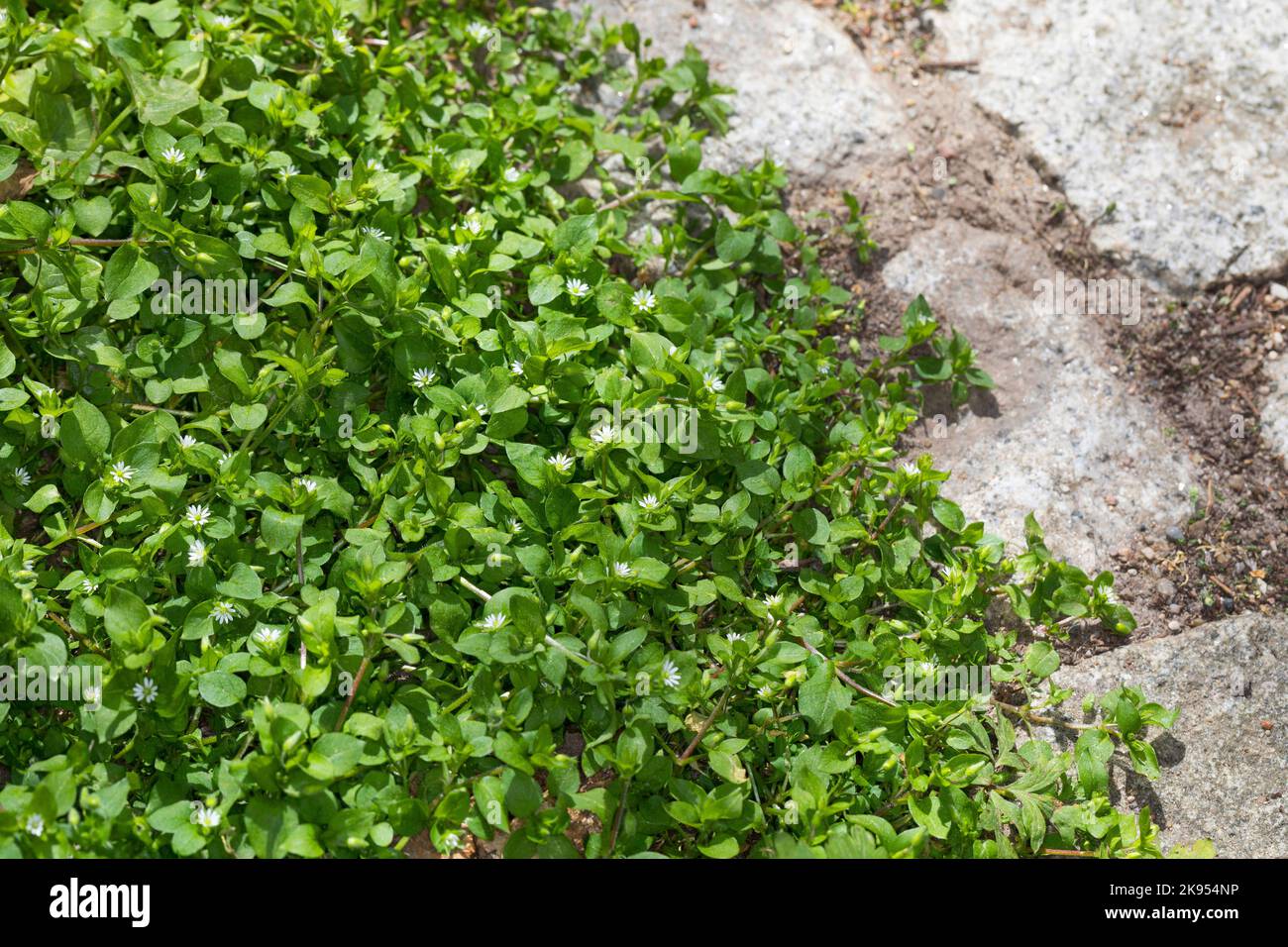 La mauvaise herbe commune (Stellaria media), pousse dans les trous de pavage, Allemagne Banque D'Images