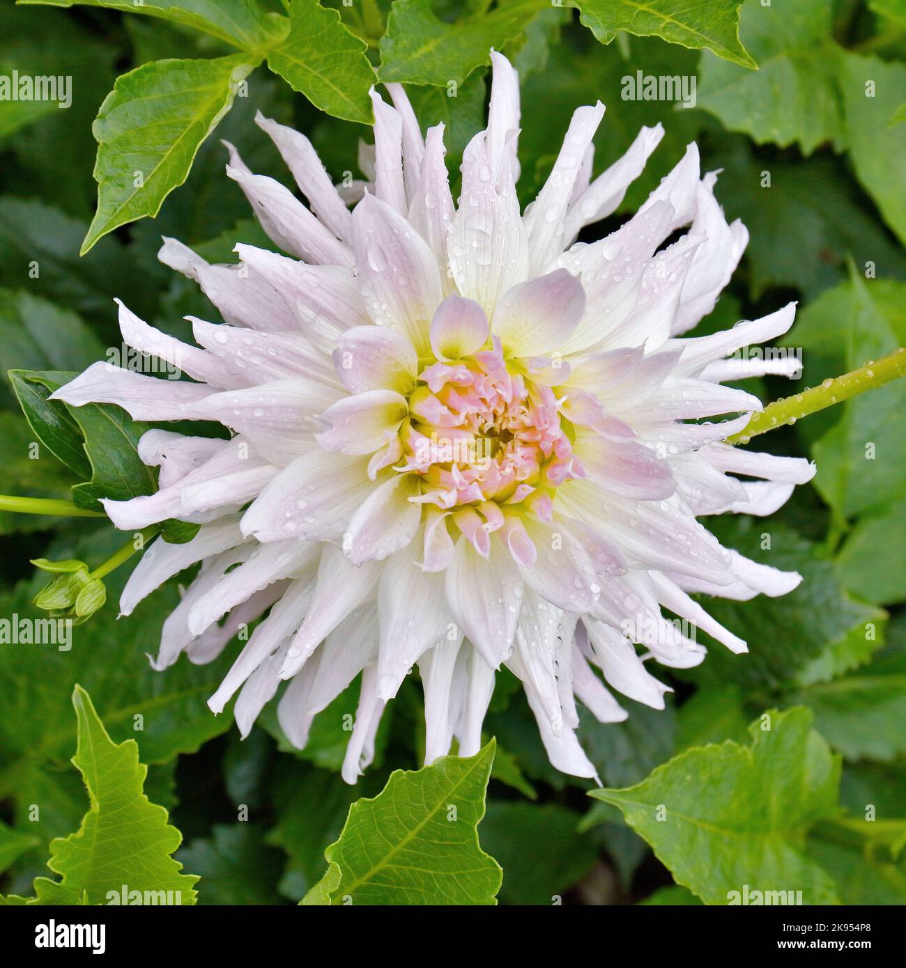 georgina (Dahlia spec.), tête de fleur Banque D'Images