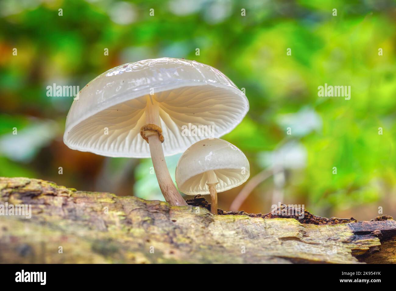 Champignon de porcelaine (Oudemansiella mucida), fructifications sur hêtre, Allemagne, Rhénanie-du-Nord-Westphalie Banque D'Images