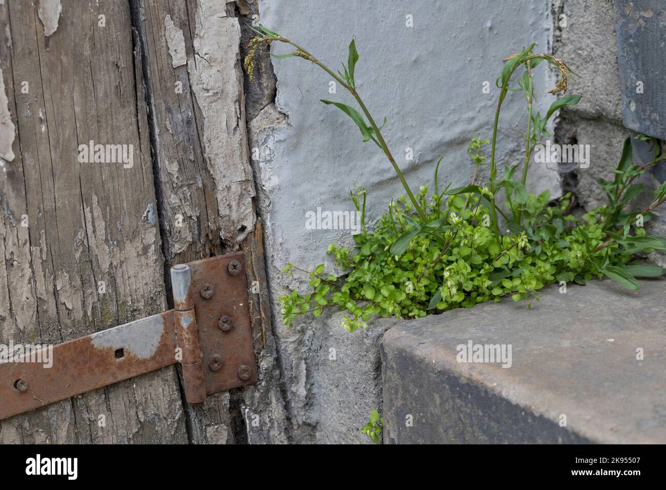 La mauvaise herbe commune (Stellaria media), pousse dans les espaces de pose de revêtement avec le sorrel rouge, Rumex acetosella, Allemagne Banque D'Images