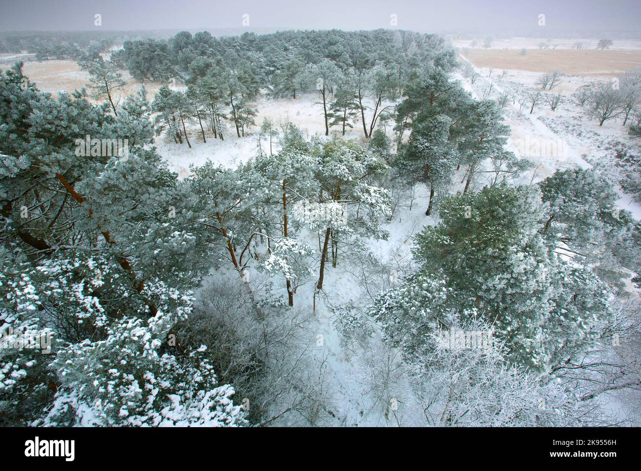 PIN écossais, PIN écossais (Pinus sylvestris), pin écossais dans la neige, vue aérienne, Belgique, Anvers, Kalmthout, heide de Kalmthoutse Banque D'Images
