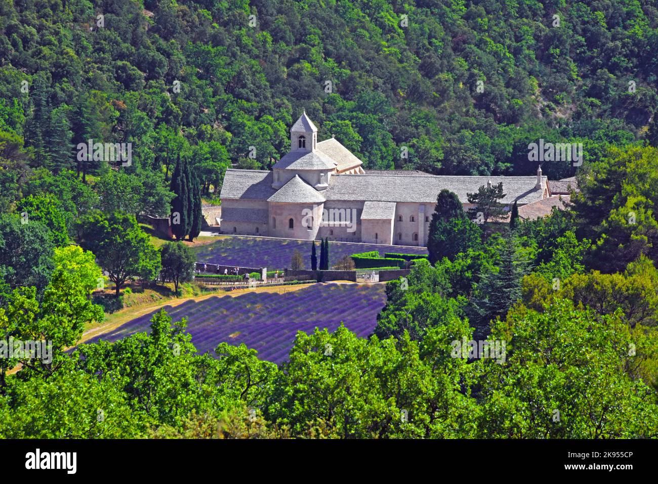 Lavande anglaise (Lavandula angustifolia, Lavandula officinalis), Abbaye notre Dame de Sénanque fin juin avec champs de lavande, France, Banque D'Images