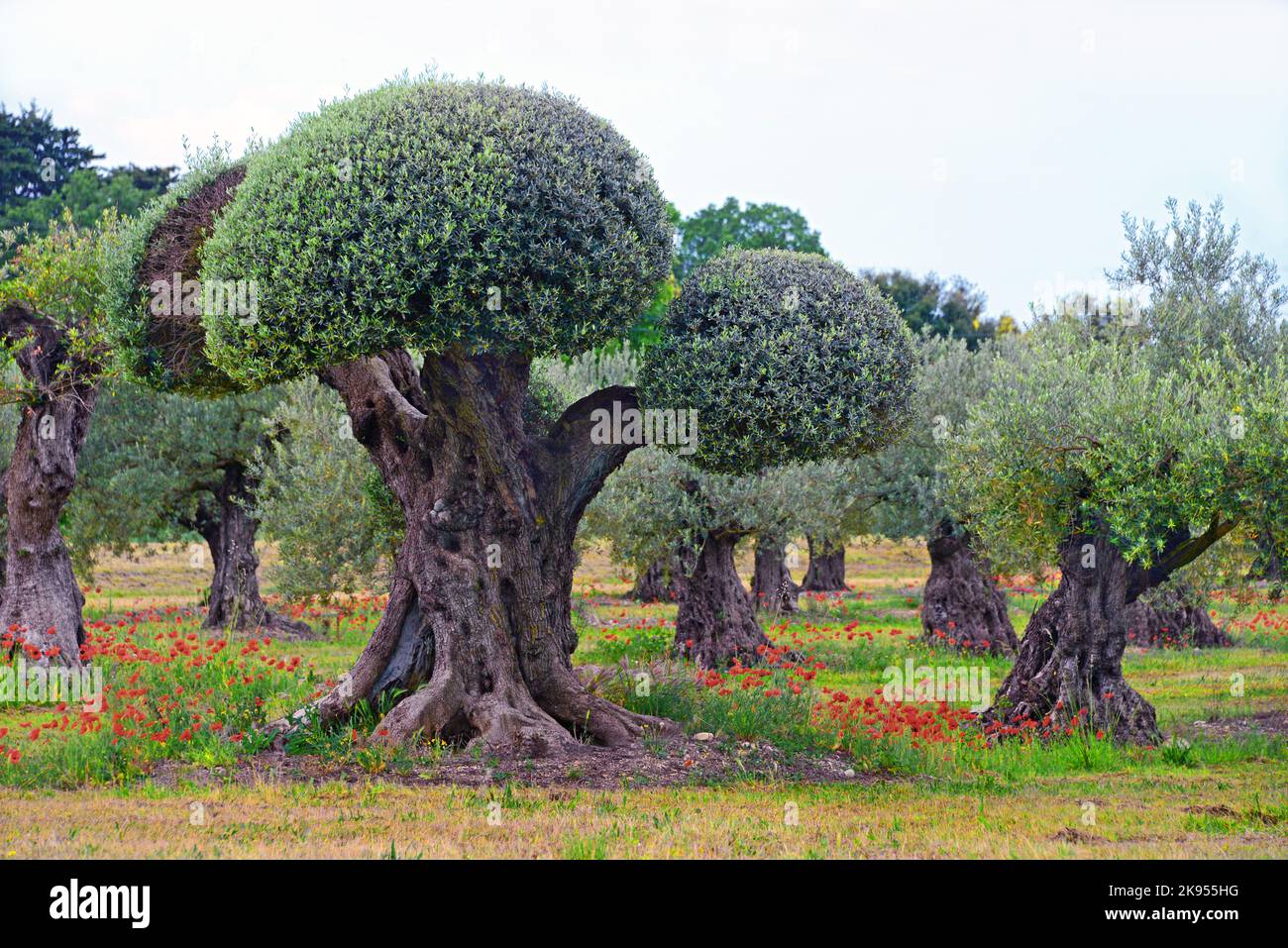 Olivier (Olea europaea ssp. sativa), olivier coupé en forme de boules, France, Vacluse, Vaison la Romaine Banque D'Images