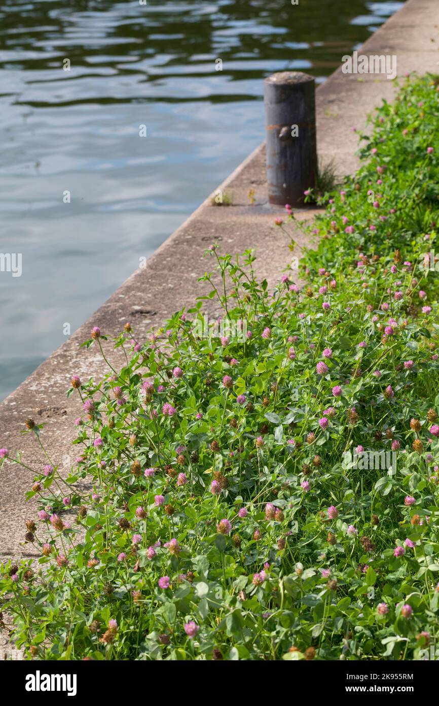 Trèfle rouge (Trifolium pratense), pousse à côté d'un quai d'expédition, en Allemagne Banque D'Images