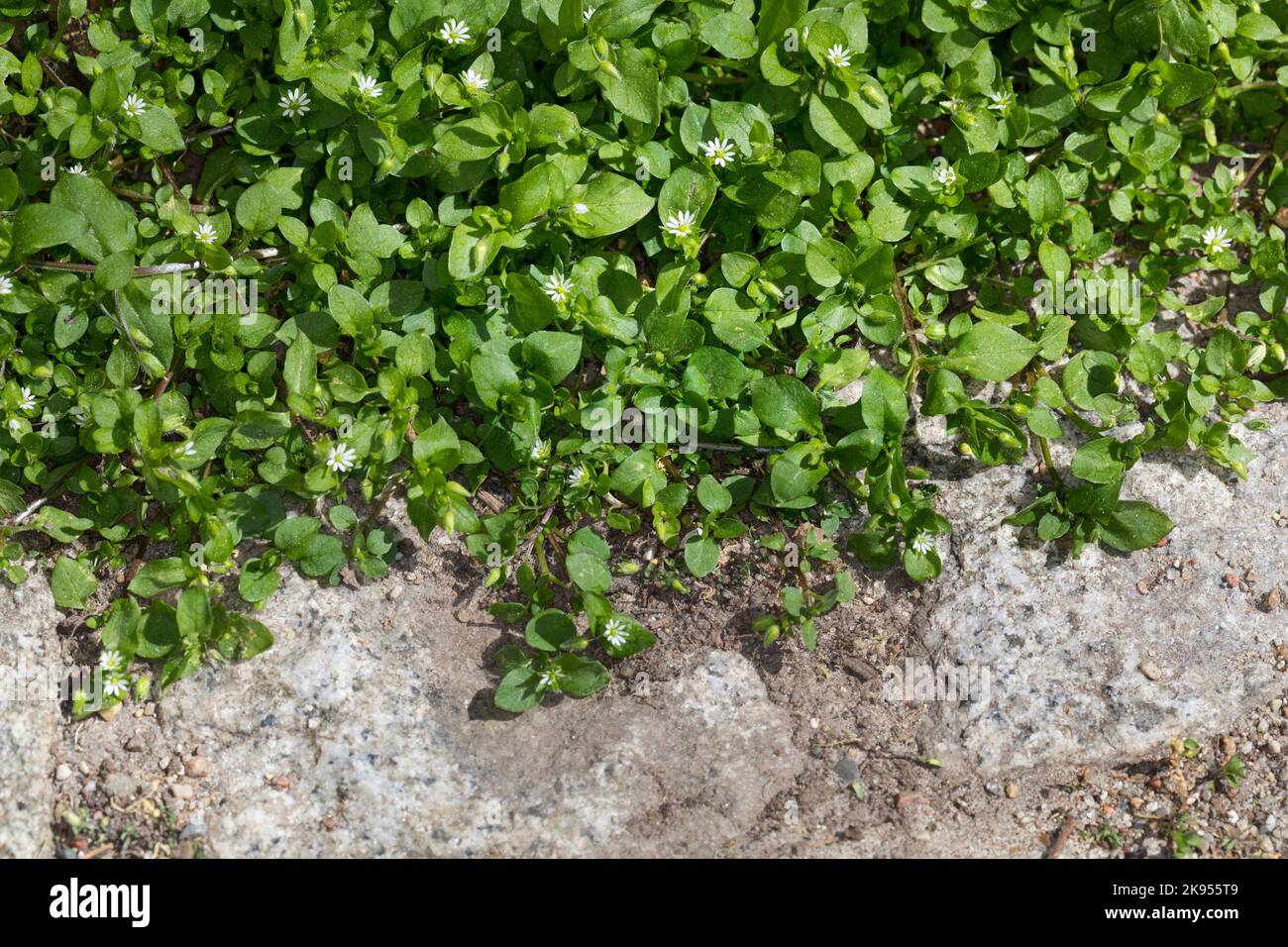 La mauvaise herbe commune (Stellaria media), pousse dans les trous de pavage, Allemagne Banque D'Images