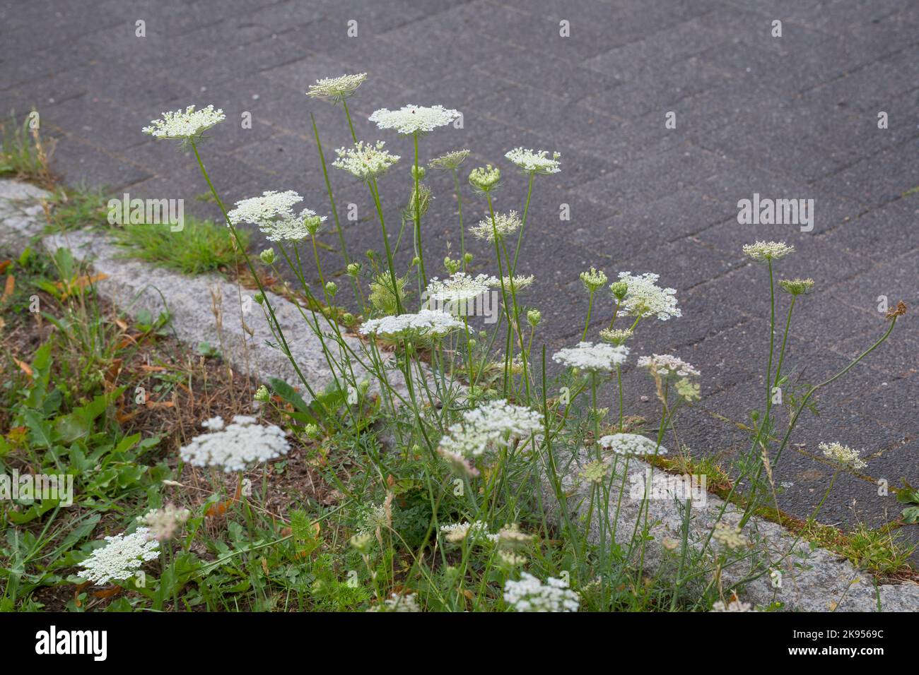 La dentelle de la reine Anne, la carotte sauvage (Daucus carota, Daucus carota subsp. Carota), pousse le long d'une rue, en Allemagne Banque D'Images
