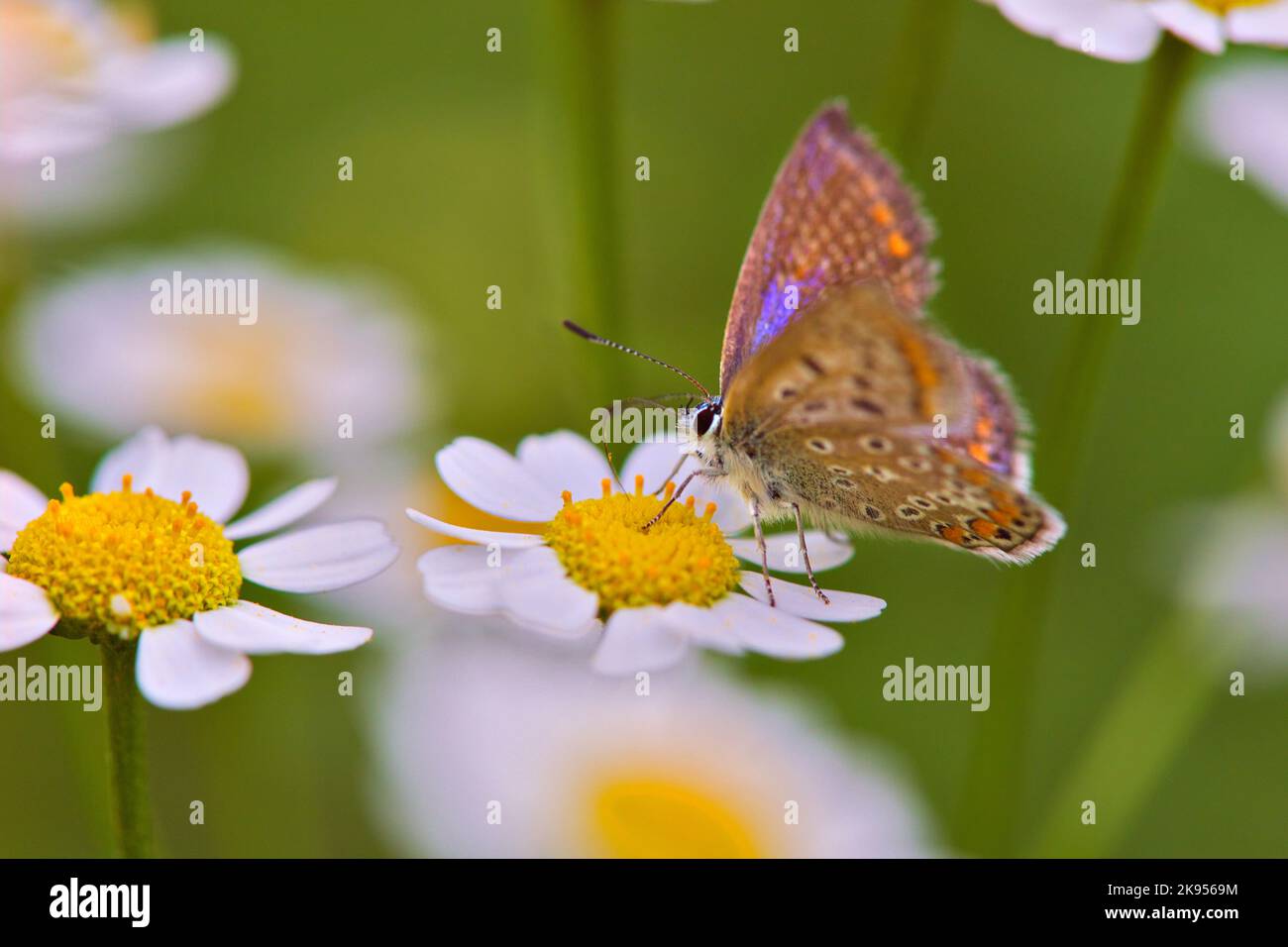 Bleu commun (Polyommatus icarus), se trouve sur une fleur, Allemagne, Rhénanie-du-Nord-Westphalie Banque D'Images