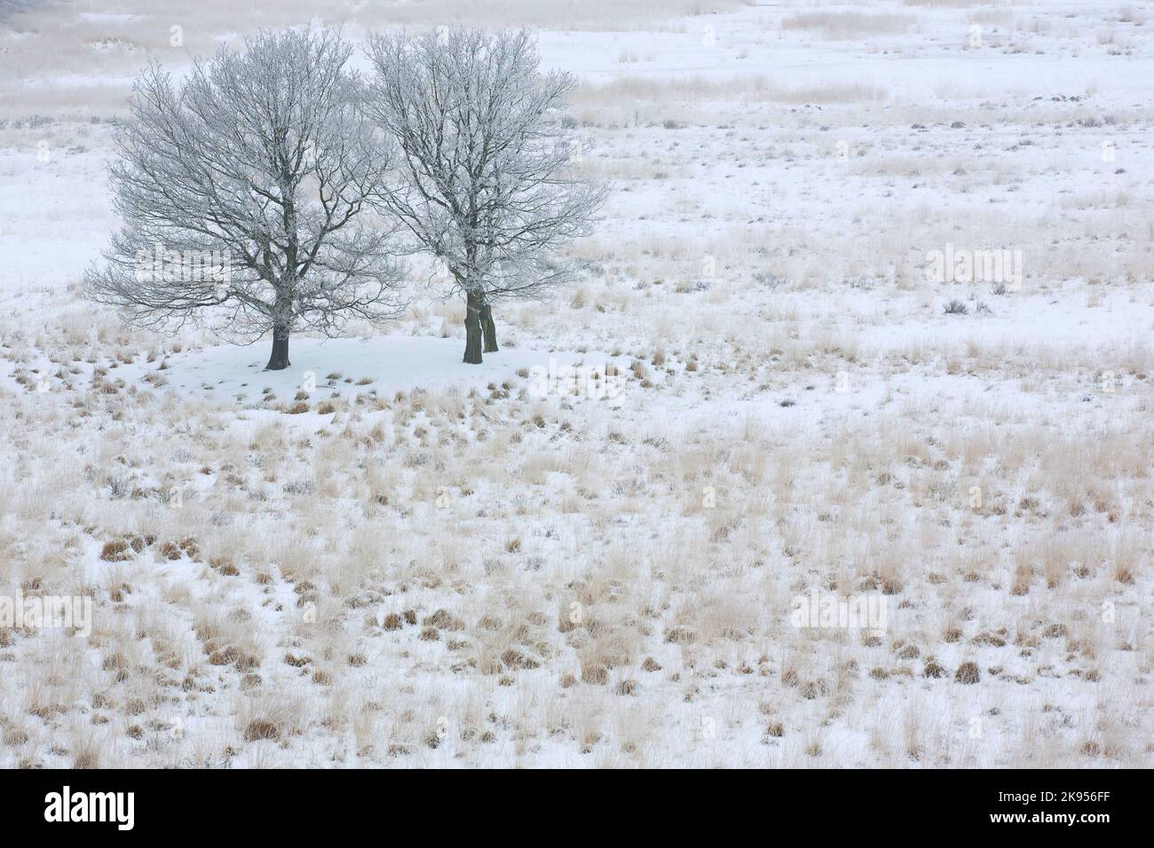 heath Hazenduinen avec des arbres uniques dans la neige, vue aérienne, Belgique, Anvers, Kalmthout, heide de Kalmthoutse Banque D'Images