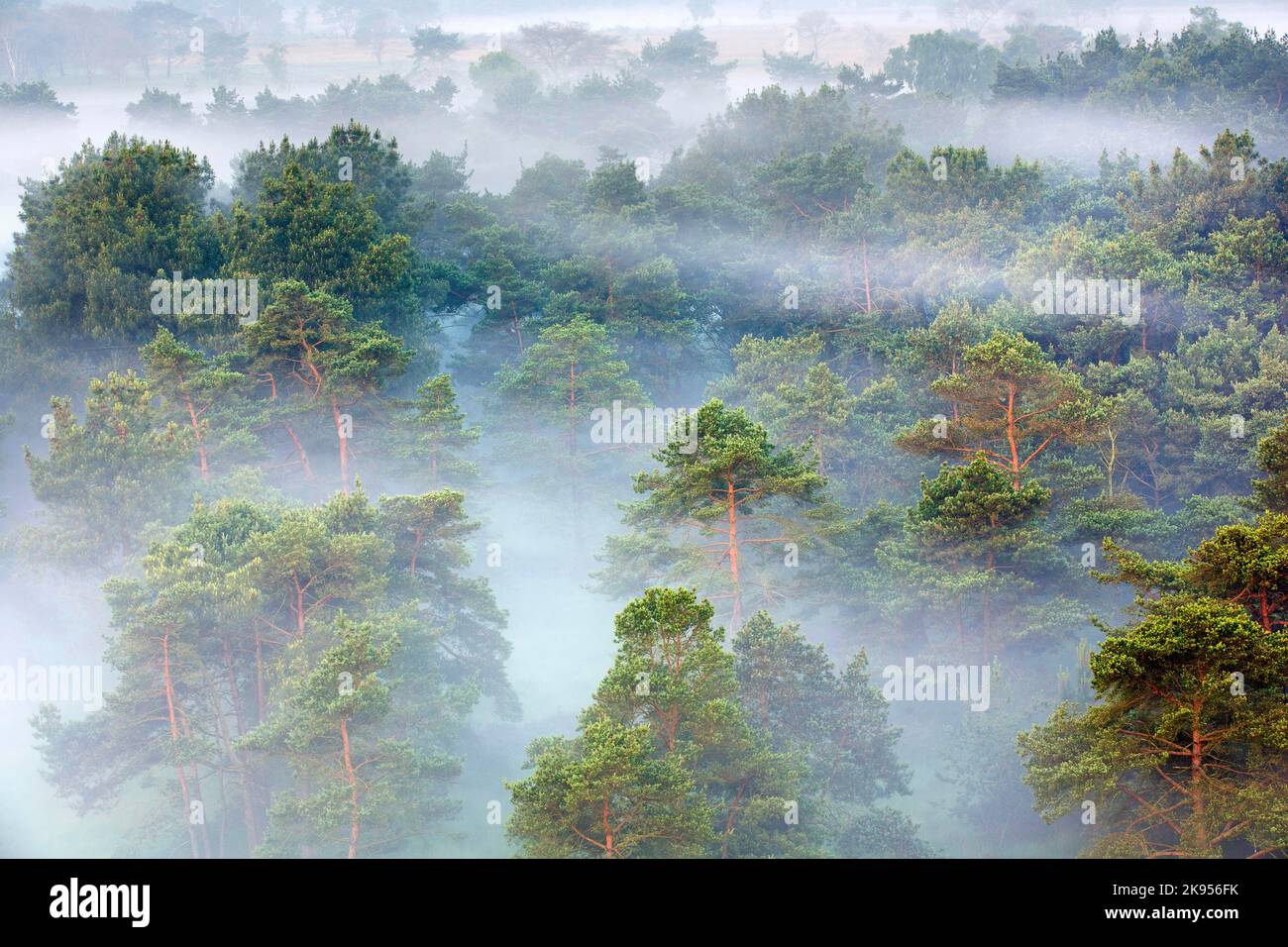 Le brouillard couvre la forêt de pins, vue aérienne, Belgique, Anvers, Kalmthout, heide de Kalmthoutse Banque D'Images