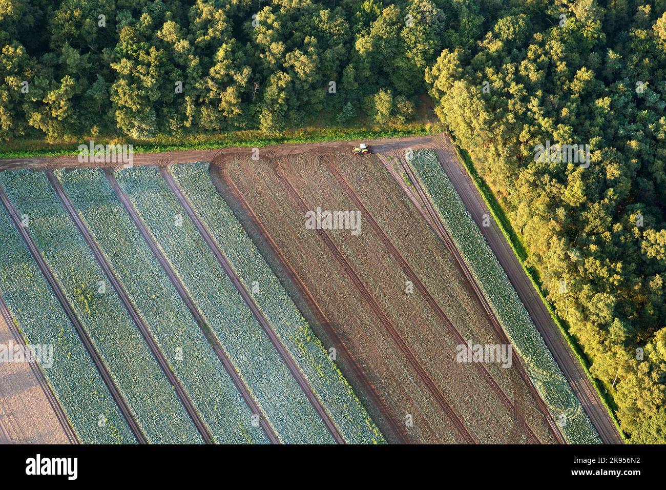 Champs de légumes au bord de la forêt, vue aérienne, Belgique, Anvers, Kalmthout, heide de Kalmthoutse Banque D'Images