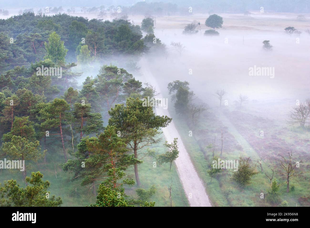 Le brouillard couvre la lande, vue aérienne, Belgique, Anvers, Kalmthout, heide de Kalmthoutse Banque D'Images