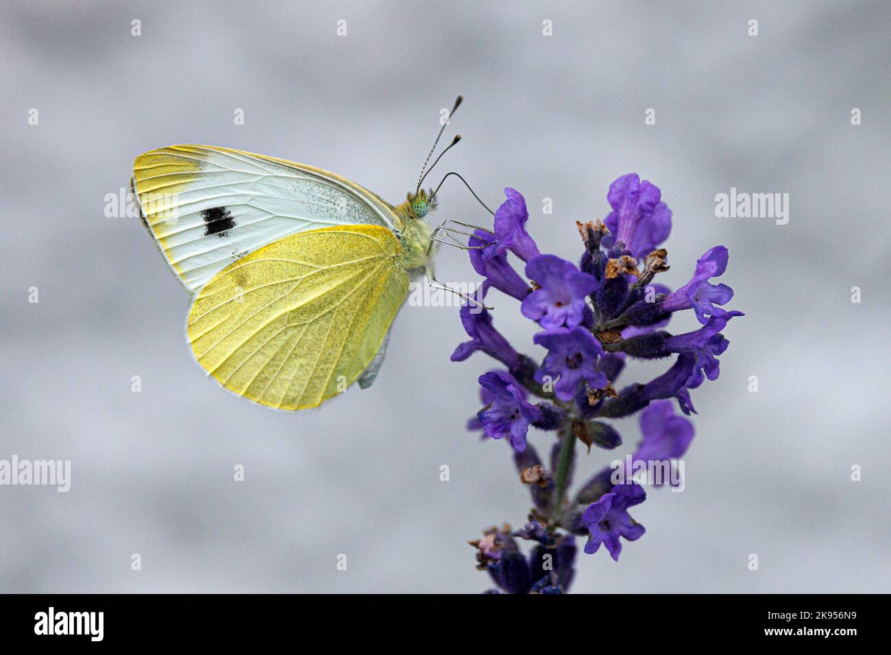 Petit blanc, papillon de chou, cabageverme importé (Pieris rapae, Artogeia rapae), suce le nectar de lavande, Allemagne, Bavière Banque D'Images