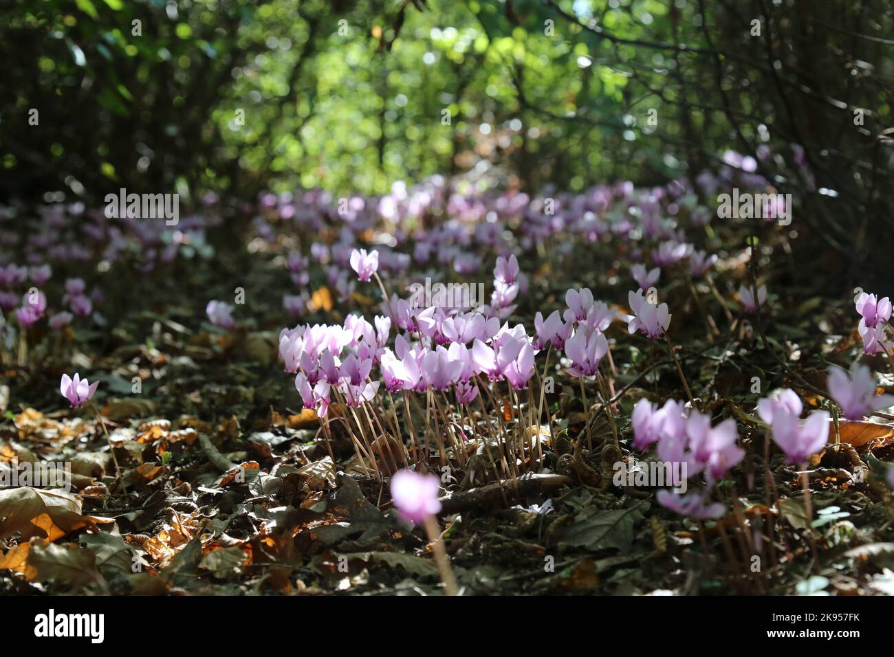 Cyclamen hederifolium, cyclamen à feuilles d'ivy, Primulacées. Une plante sauvage en automne. Banque D'Images