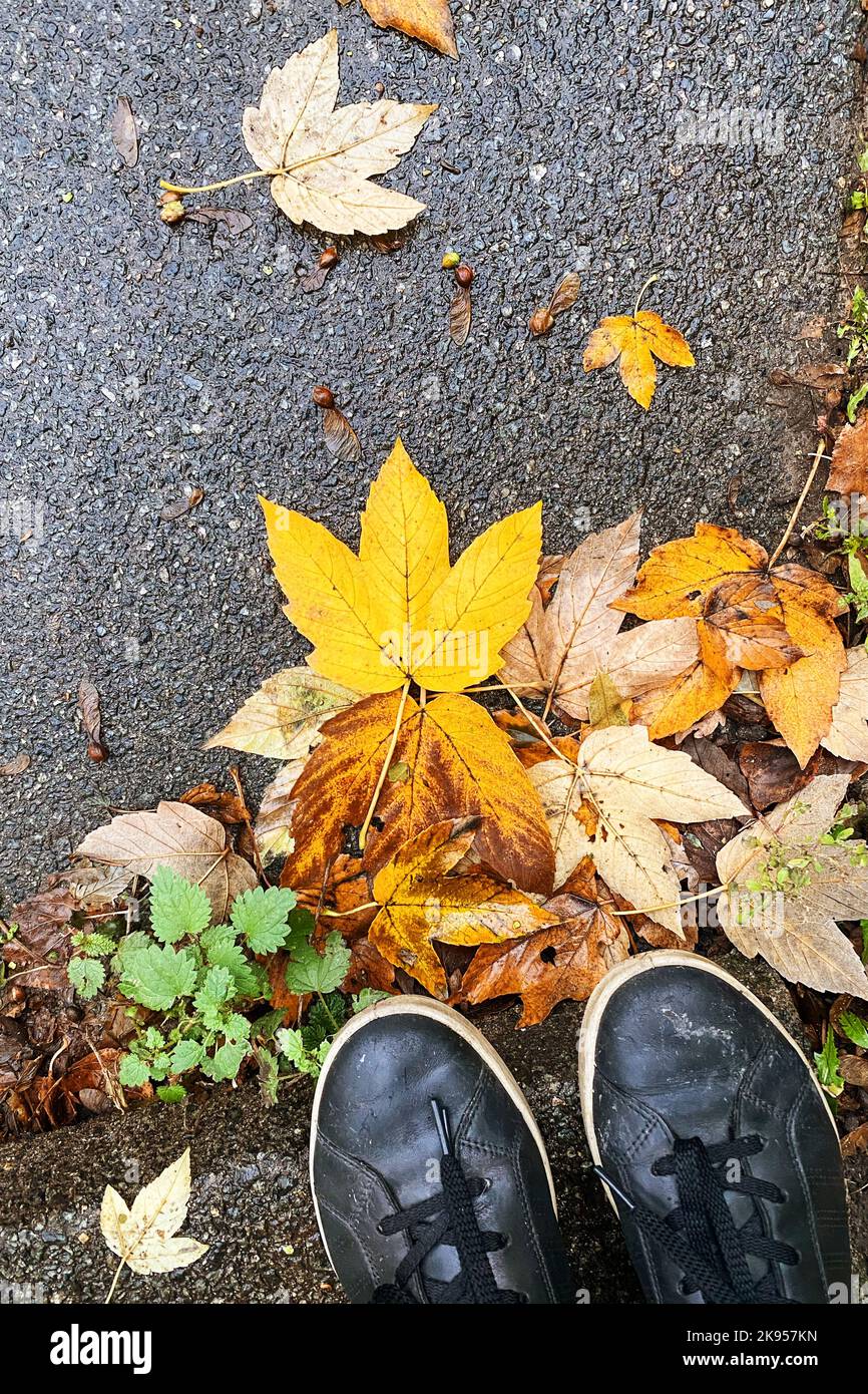 Feuilles d'érable jaune d'automne sur le trottoir par temps pluvieux. Des feuilles de couleur vive sont tombées sur le parc de la ville. Vue verticale. Banque D'Images
