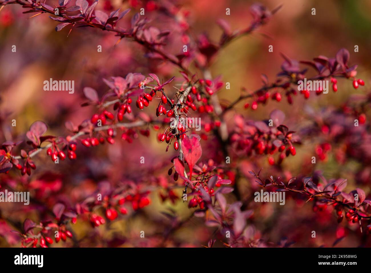 Berberis en automne avec de petites baies rouges. (Berberis vulgaris. Barberry). Banque D'Images